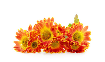 Bouquet of beautiful chrysonthem.