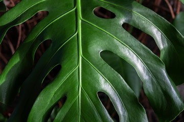 bright fresh palm leaf with shadows closeup on a blurred background