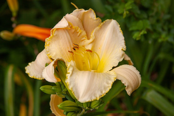 Fototapeta premium cream ruffle daylily