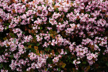 Fototapeta premium pink and white flowers