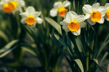 Beautiful daffodil blooms in the spring garden