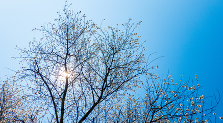 Kirschblüten im Frühling