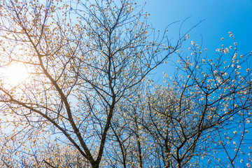 Kirschblüten im Frühling