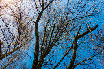 Kirschblüten im Frühling