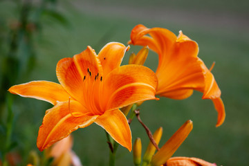 orange asiatic lily