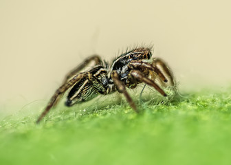 Close up of a jumping spider side view