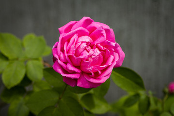 close up view of a beautiful pink rose