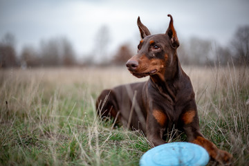 dog dobermann brown and tan red cropped lies on grass with blue frisbee