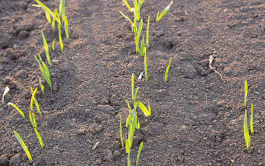 Rows of young wheat or barley that have poorly entered the field of agriculture.