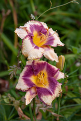 pink purple daylily