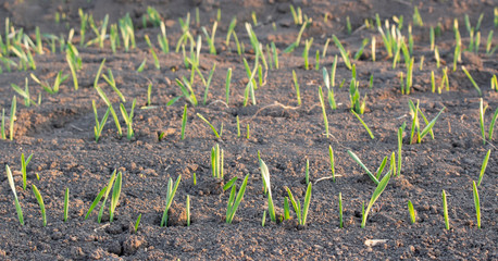 Rows of young wheat or barley that have poorly entered the field of agriculture.