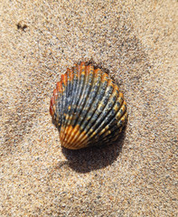 shell on the sand
