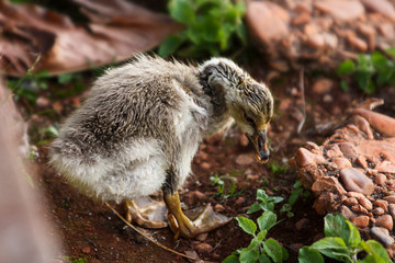 Patinho feio. Filhote de pato molhado sozinho olhando para o chão com ar triste.