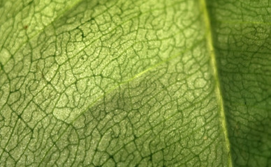 Green leaf structure, botany. Macro. Selective focus.