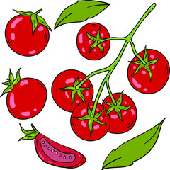 Color vector illustration with cherry tomatoes on white background. Good for printing. Coloring book ideas. Postcard and logo elements. Isolated set.