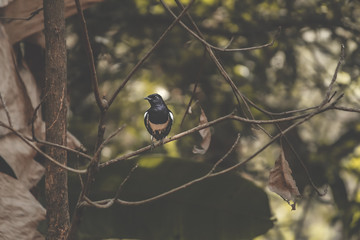 Birds are vertebrate animals adapted for flight. Many can also run, jump, swim, and dive. A  black and white bird sitting on a branch.
