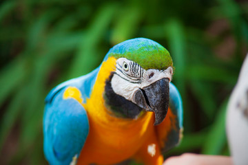 blue and yellow macaw