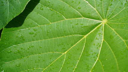 Bright green leaves. texture of green leaves of tropical plants under the sun. cell structure