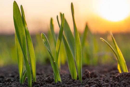 Sunset and sprouts of grain sprouting on the field in spring in the soil