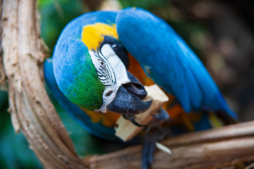 blue and yellow macaw