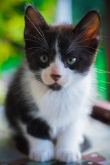 white kitten with black, with black nose