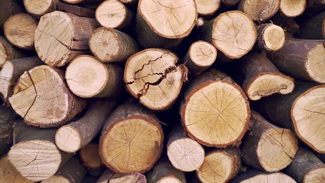 round firewood texture background. Pile of wood logs. Forest logging site. felled tree trunks. wood for barbecue. fireplace or boiler. 