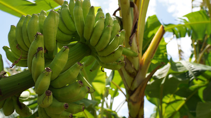 Shima Banana Okinawa banana. banana branch close. many green and yellow bananas on a palm branch on background banana palm. japan