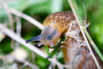 snail on a leaf