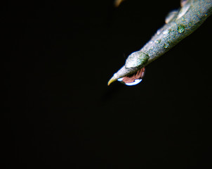olive leaf with droplet