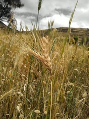 TRIGO RESPLANDOR DEL SOL