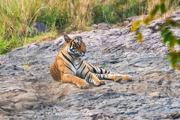 Beautiful Royal Bengal Tiger resting in jungle. This is Panthera tigris population native to the Indian subcontinent. It is the National animal of India. Ranthambore National Park, Rajasthan, India