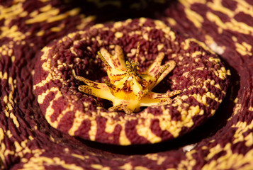 exotic flower