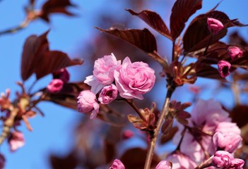 Pink cherry blossom branch in nature
