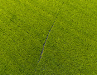 Green rice field, High angle image,