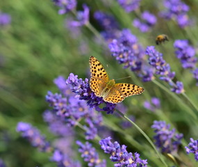 butterfly on lavender