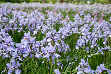 Obraz premium Purple Iris flower field