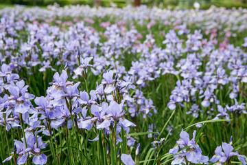 Purple Iris flower field