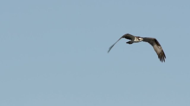  Slow Motion osprey bird flying in air over Lake Jesup in Orlando Florida 