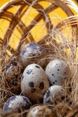 Obraz premium Fresh organic quail eggs in wicker basket. Diet product. Organic food. Homemade quail eggs close up view. Easter. Protein and Healthy diet.