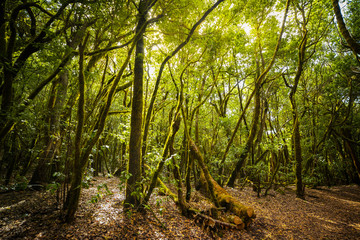 Paisaje. Frondoso bosque de Laurisilva iluminado por la luz del sol entre los arboles. Parque Nacional de Garajonay en la isla de la Gomera (Canary Islands . Spain)