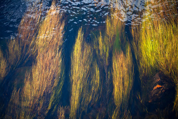 Algas mecidas por la corriente del río