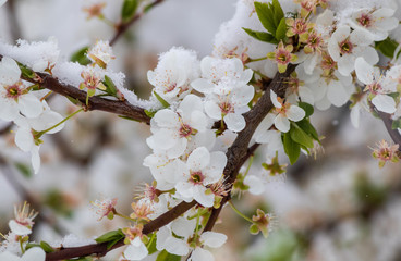 First spring blossom covered with snow