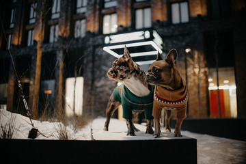 Fototapeta na wymiar two french bulldog dogs posing outdoors in winter together