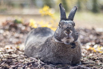 Small gray rabbit relaxing in home garden smelling fresh air  on a spring day