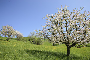 Fototapeta na wymiar White Cherry blossom tree in Spring Switzerland