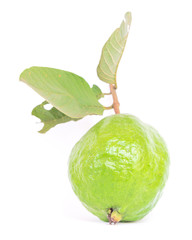 Tropical guava fruit (Psidium guajava) with large stalk and green leaves isolated on white