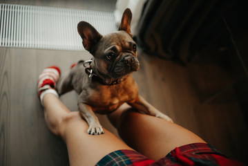 french bulldog dog begging owner indoors, top view