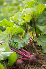 Beet harvested after growing in a home garden