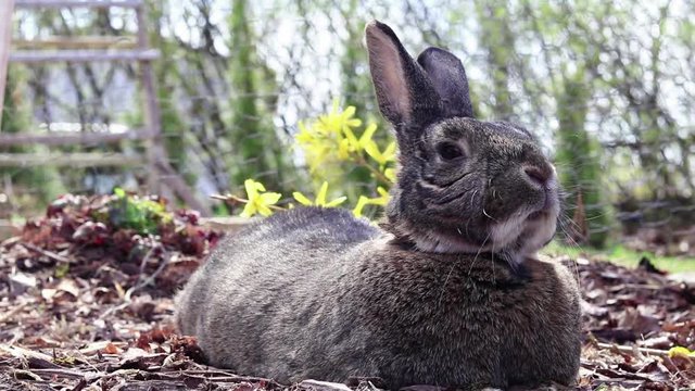 Small gray rabbit relaxing in garden smelling fresh air nose twitch head turns