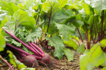 Beets harvested after growing in a home garden